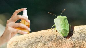 Come fare uno spray naturale contro le cimici: è semplicissimo