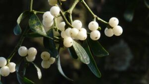 Vischio: tutto quello che dovresti sapere su questa pianta simbolo dell’amore