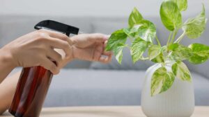 Aloe vera per nutrire le piante: come usarla nel modo corretto e per una crescita rigogliosa