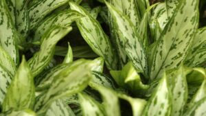 Cos’è l’Aglaonema e come si propaga nel modo corretto