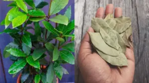 Come coltivare e prendersi cura di un albero di alloro e come usare le sue foglie