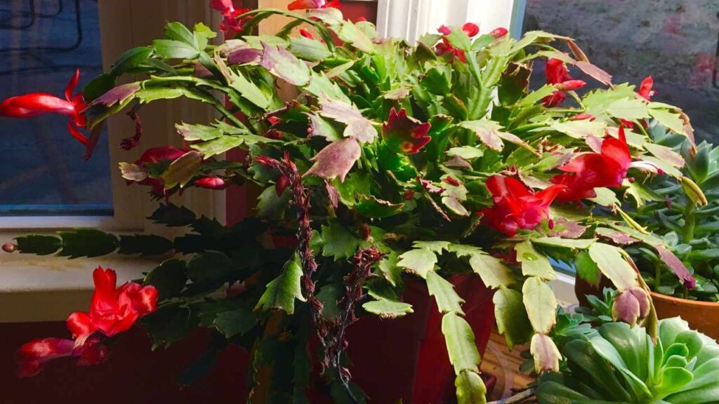 succulenta cactus di natale