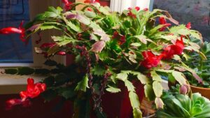 Curare il Cactus di Natale: quello che fai dopo la fioritura può fare la differenza