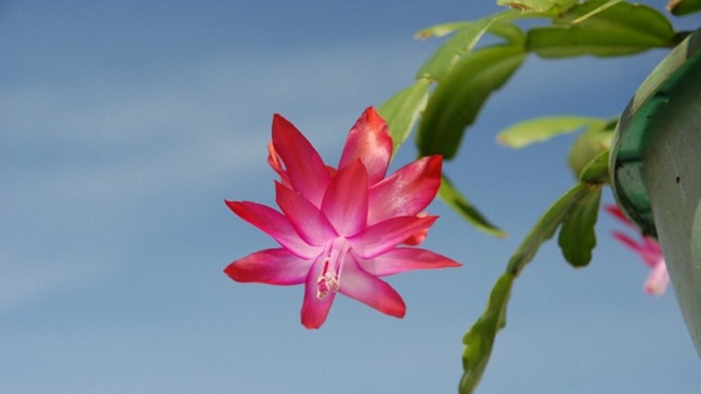 pianta grassa cactus di natale