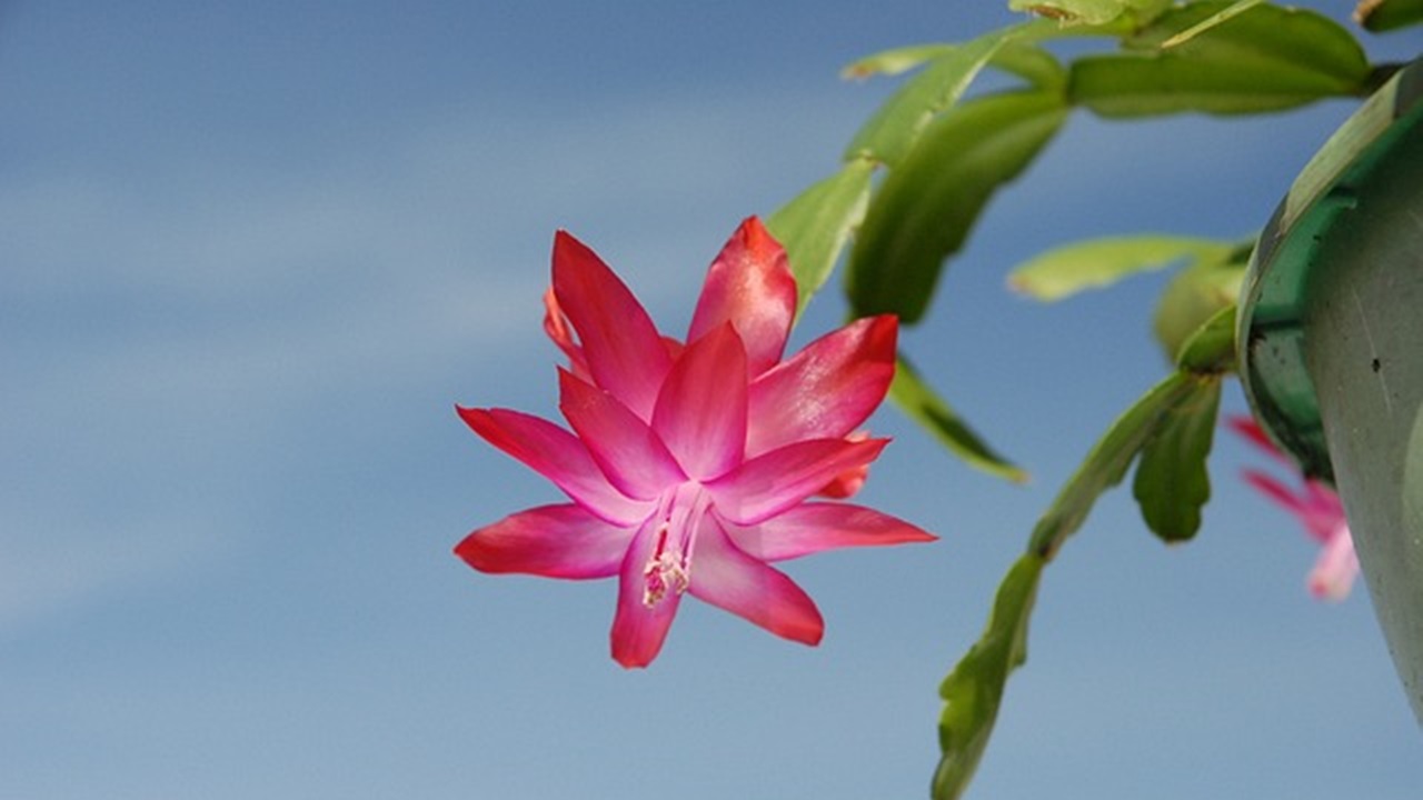 pianta grassa cactus di natale