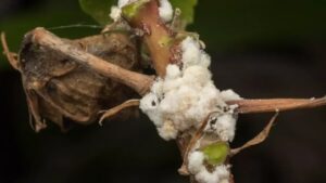 Come riconoscere la pericolosa cocciniglia