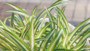 7 consigli per rendere la tua pianta ragno più folta e sana