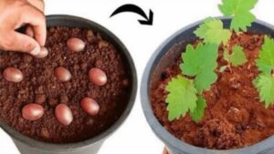 Come coltivare uva in un contenitore partendo dai semi: è più facile di quello che credi