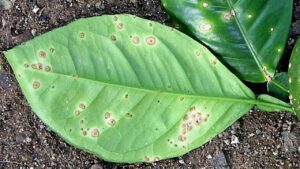 Antracnosi, sintomi e cosa fare per contrastarla