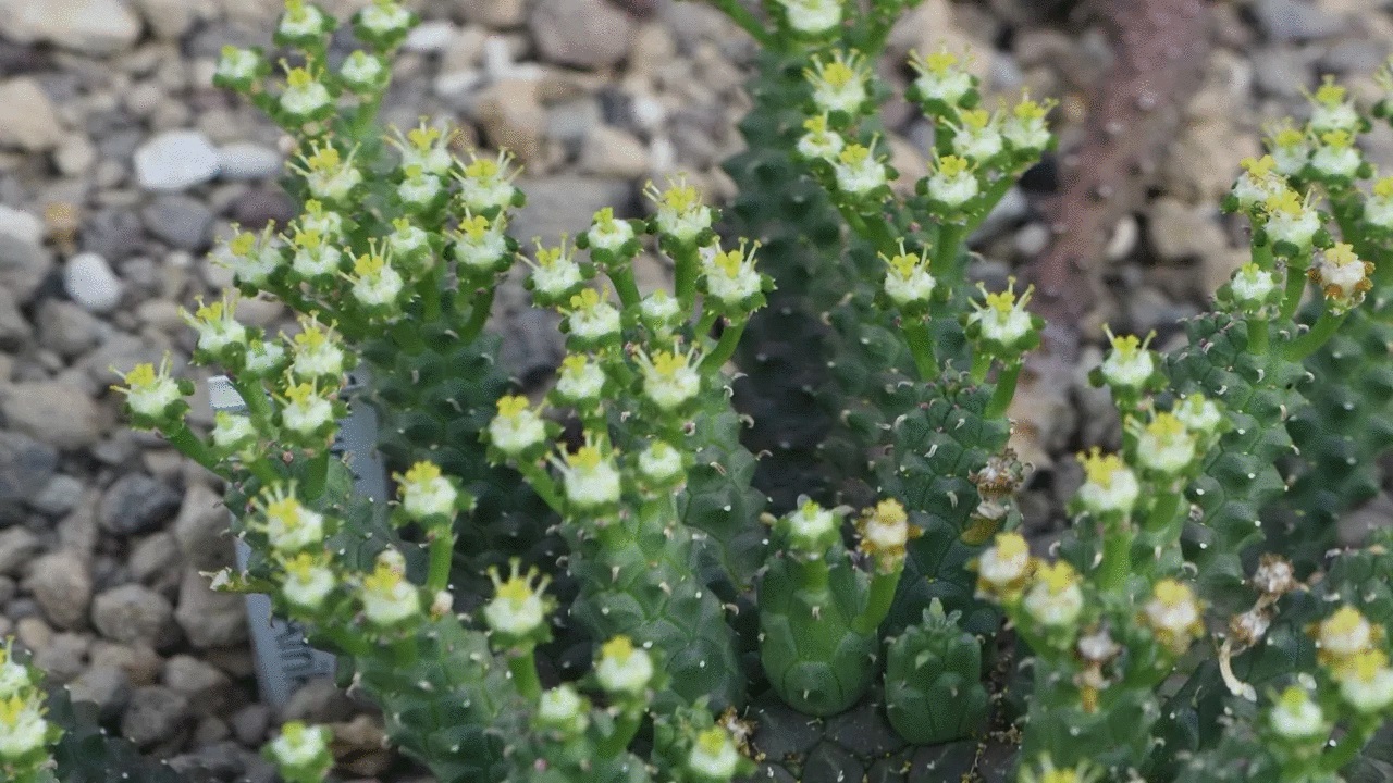 pianta succulenta