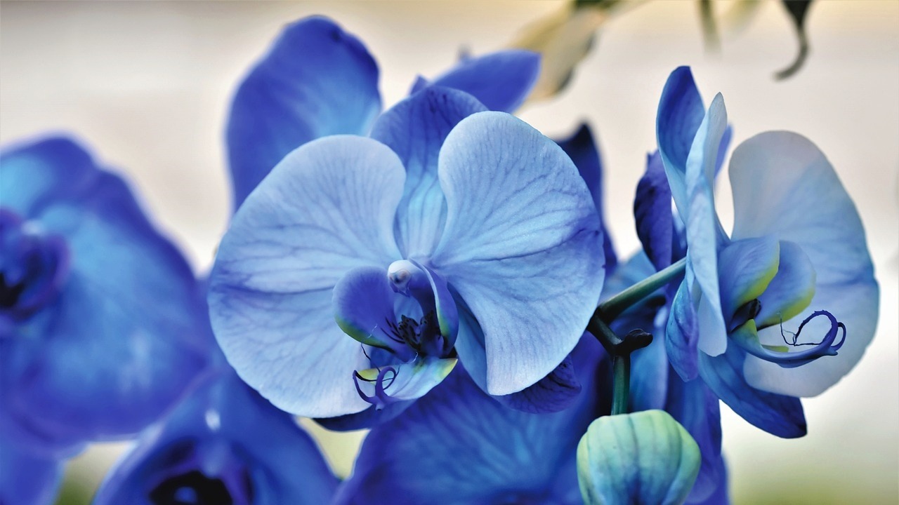 Orchidea blu