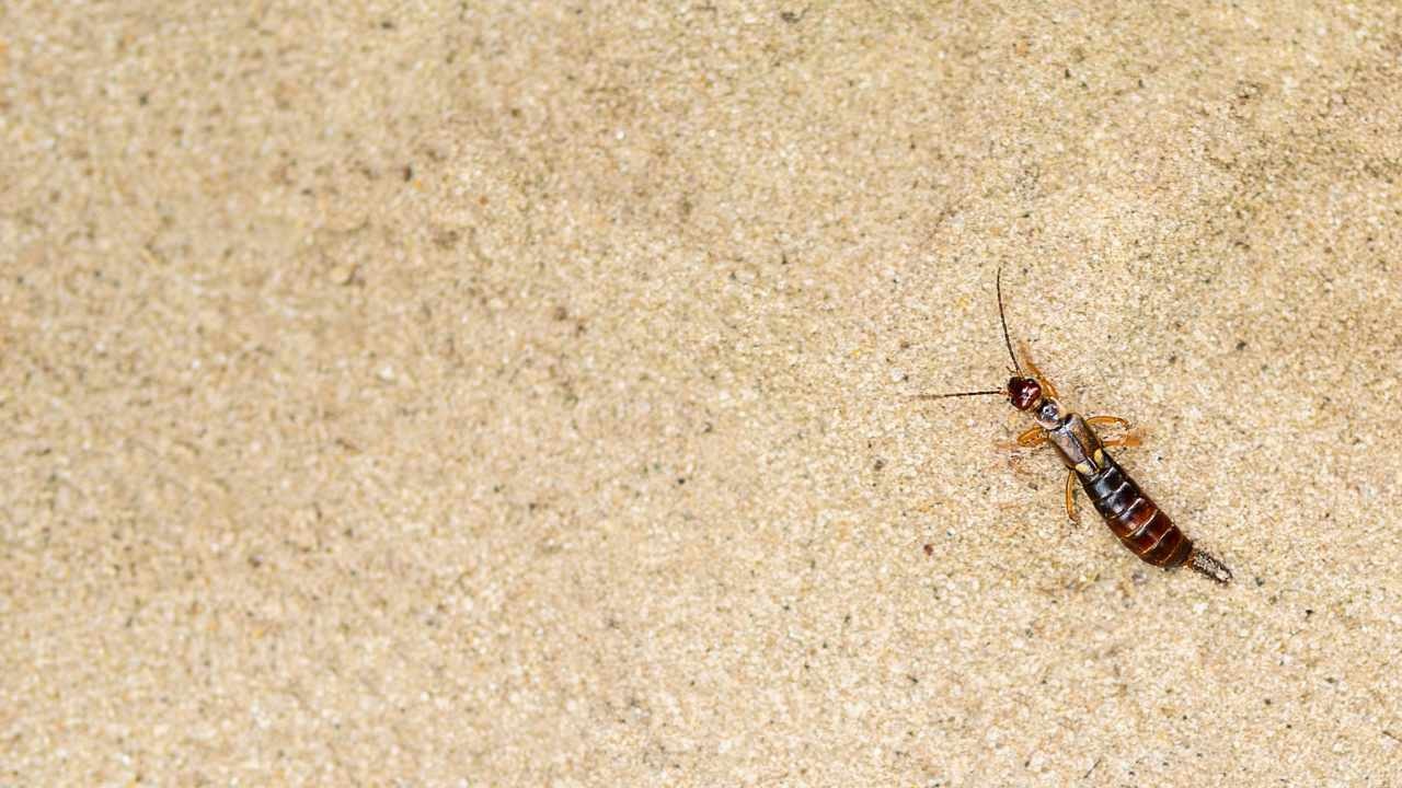 casa problema forbici