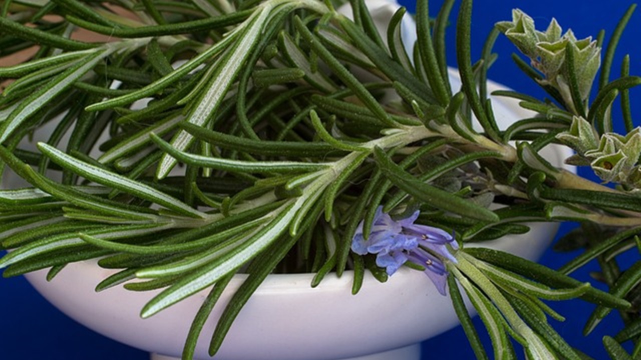 rametti di rosmarino