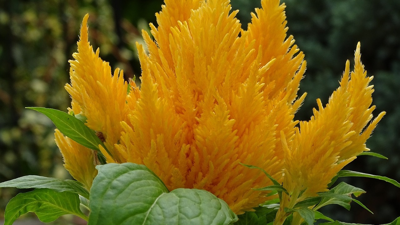 pianta con fiori gialli