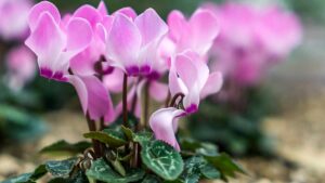 Il significato del colore di ogni ciclamino