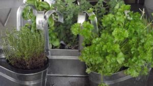 Le erbe aromatiche aromatiche più potenti per la tua salute