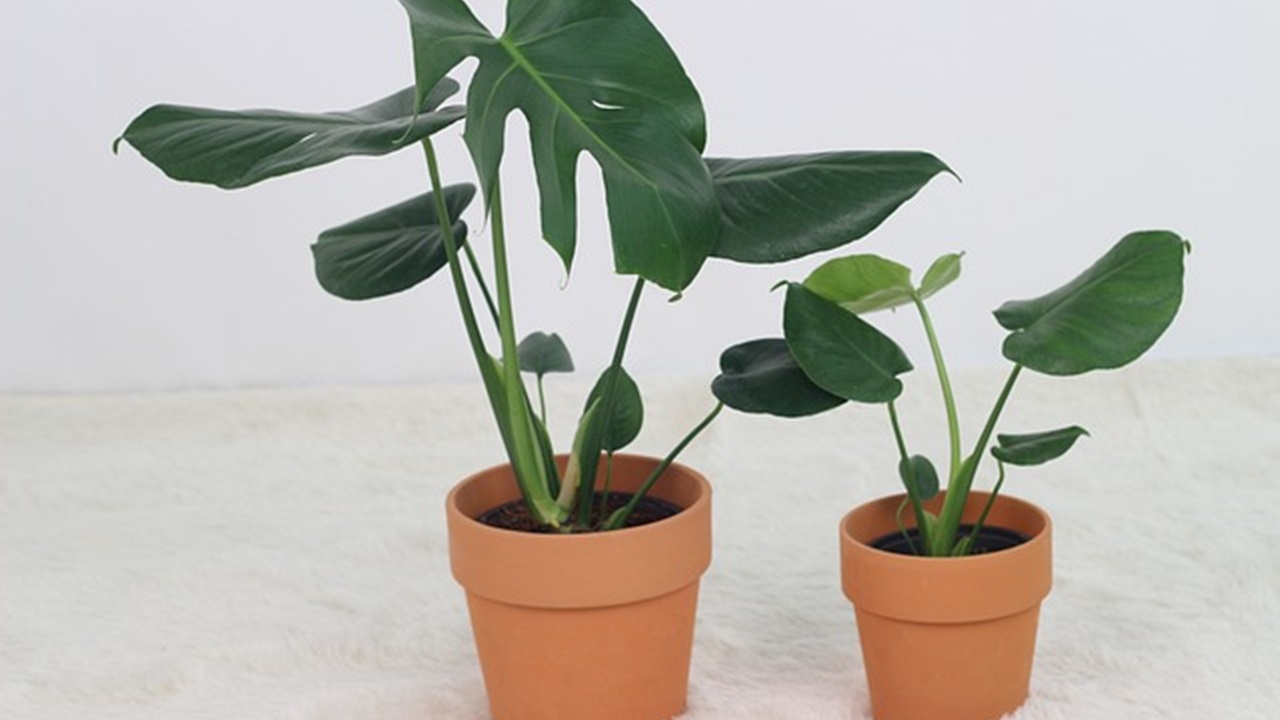 piante d'appartamento