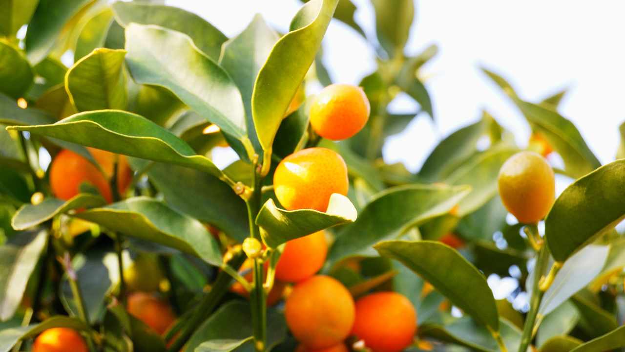 Albero di Kumquat