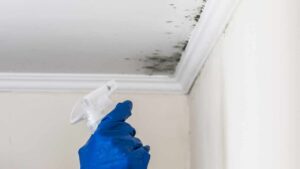 Muffa negli angoli della casa: risolvi con questi rimedi efficaci