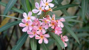 Il tuo oleandro non fiorisce? È perché non conosci questi super rimedi!