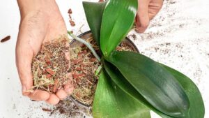 Radici orchidea: se fai così rinascerà velocemente