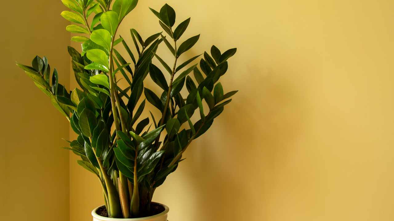 Zamioculcas