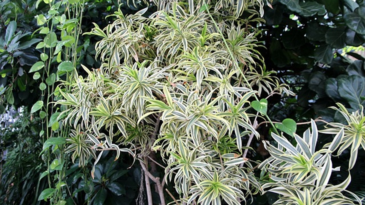 Chlorophytum