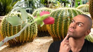 Perché le piante hanno le spine? La risposta potrebbe non essere quella che stai pensando