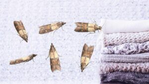 Il modo naturale per proteggere i tuoi capi di lana dalle tarme