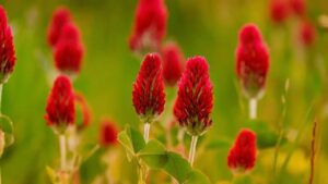 I benefici del trifoglio rosso sulla salute