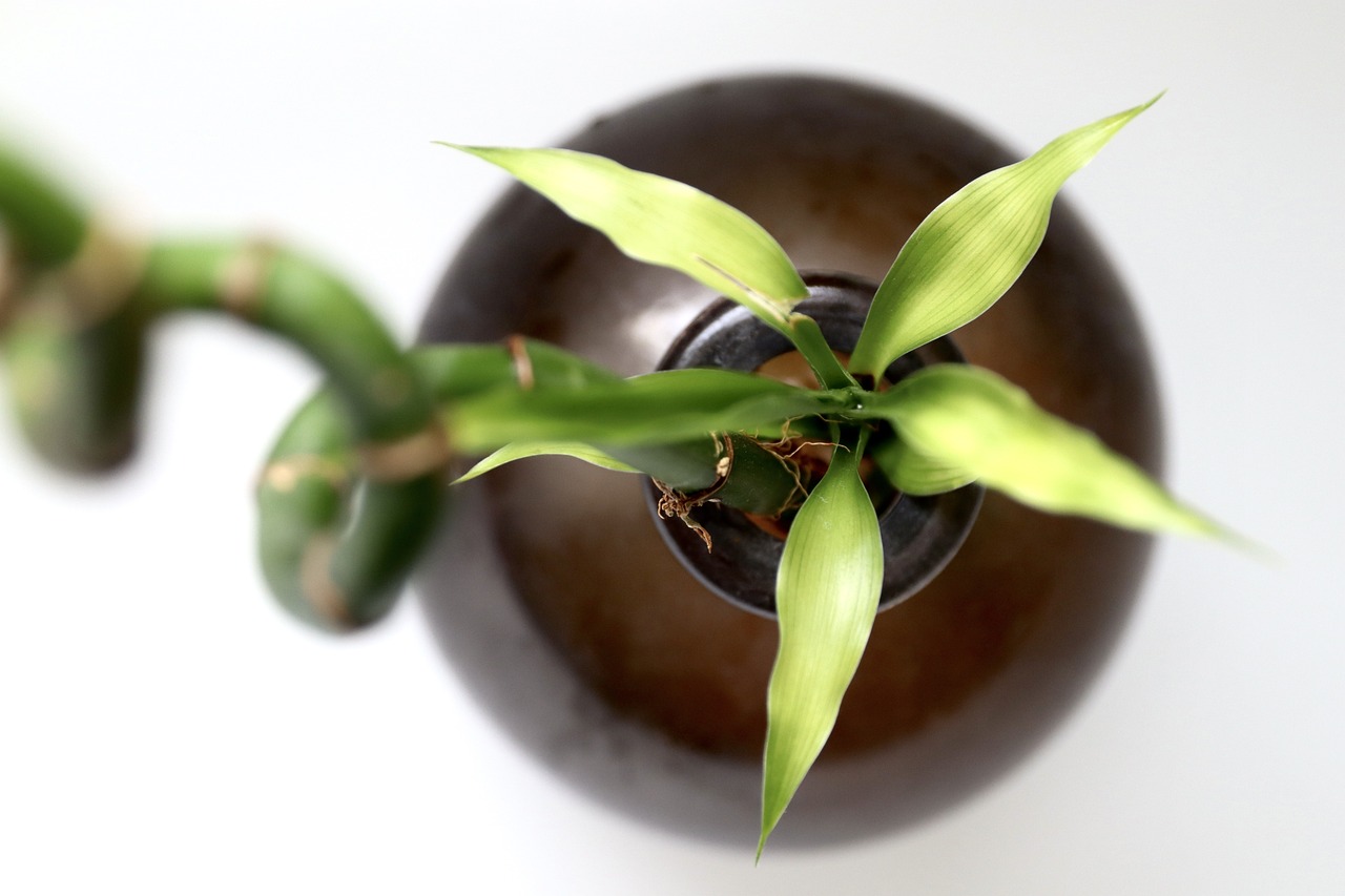 Pianta di bambù dall'alto