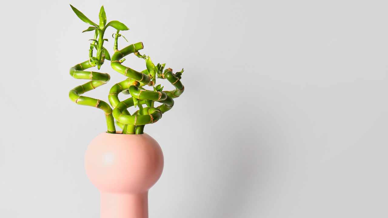 Coltivare bambù in vaso