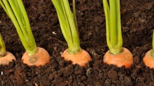 Coltivare le carote come fanno i giardinieri: tutto quello che dovresti sapere