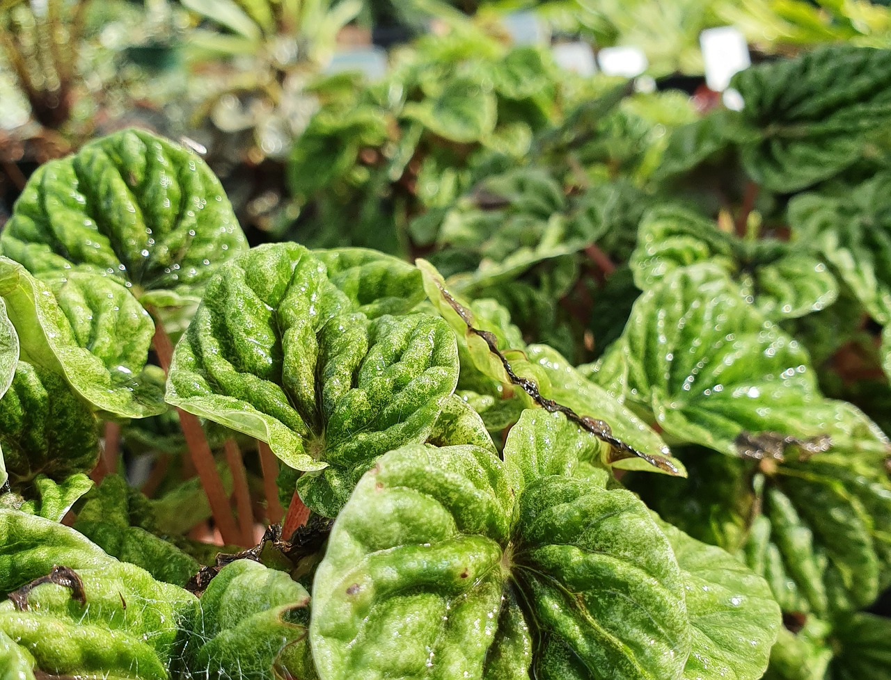Esemplare di Peperomia