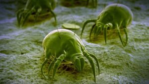 Ecco dove si annidano più di frequente gli acari della polvere