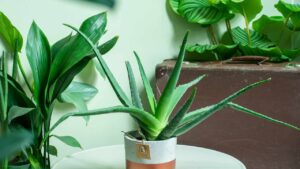 Perché anche tu dovresti avere l’aloe vera in soggiorno