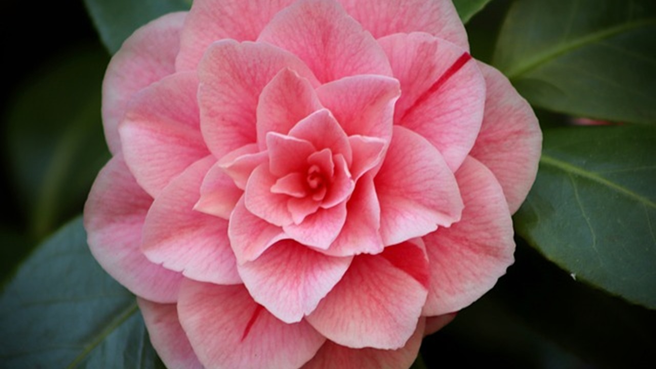 camelia