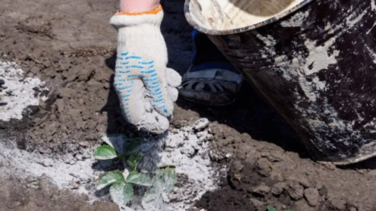 fertilizzante naturale