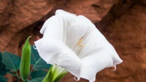 Fiori a imbuto: le 5 piante più belle piante da coltivare in casa