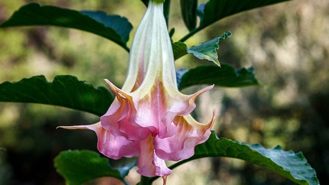 datura