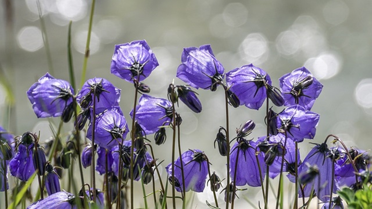 campanula