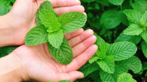 5 modi per usare la menta in casa