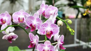 Coltivare le orchidee in casa: 4 segreti per farle fiorire bene