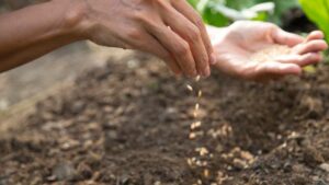 Quali sono gli ortaggi da seminare a febbraio?