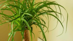 Come prendersi cura della pianta mangiafumo