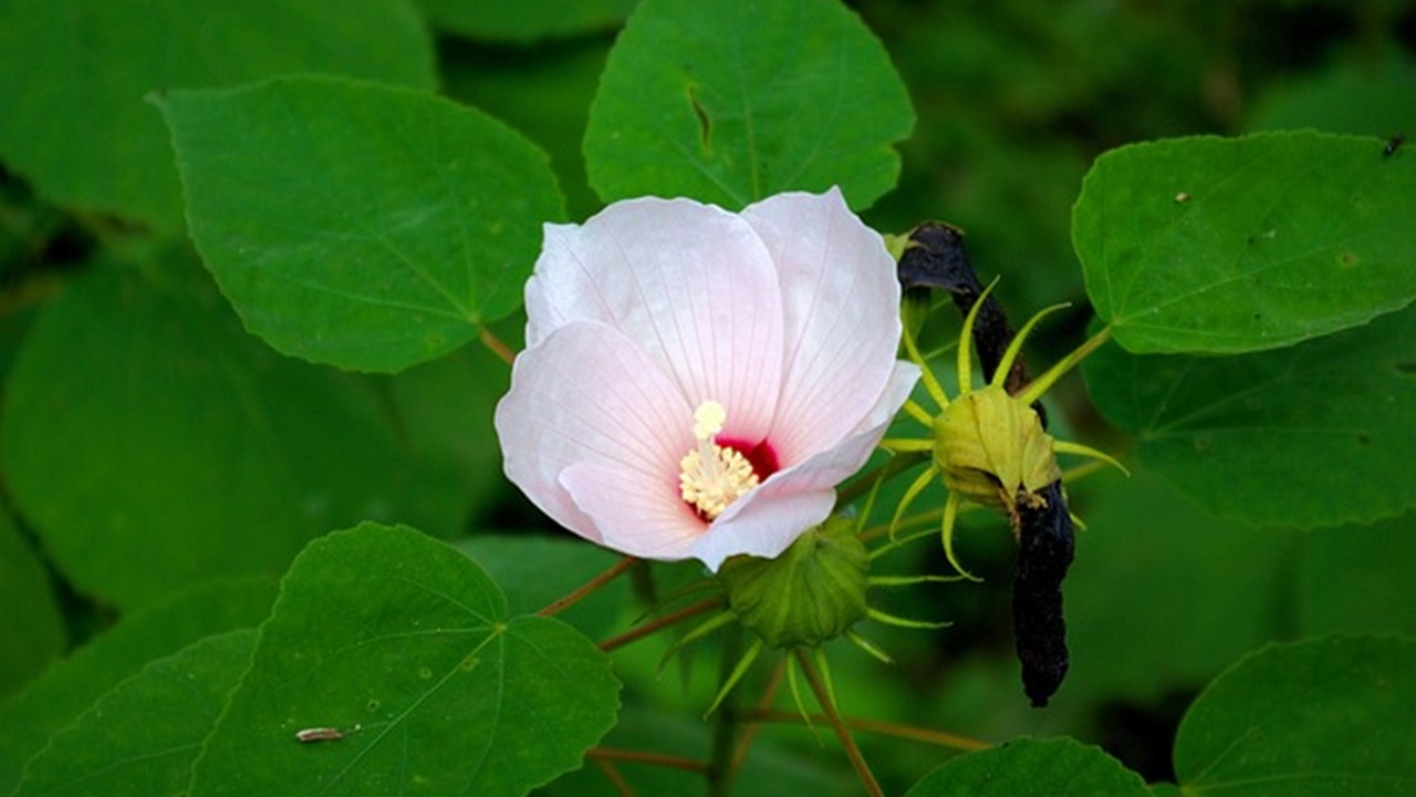 Hibiscus moscheutos