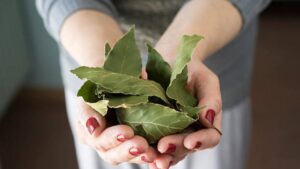 Come conservare l’alloro in modo efficace grazie ai consigli della nonna