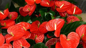 Anthurium, una manciata è sufficiente perché fiorisca come mai: dura anni