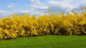 È molto simile alla mimosa e fiorisce a fine inverno: conosci la forsizia?