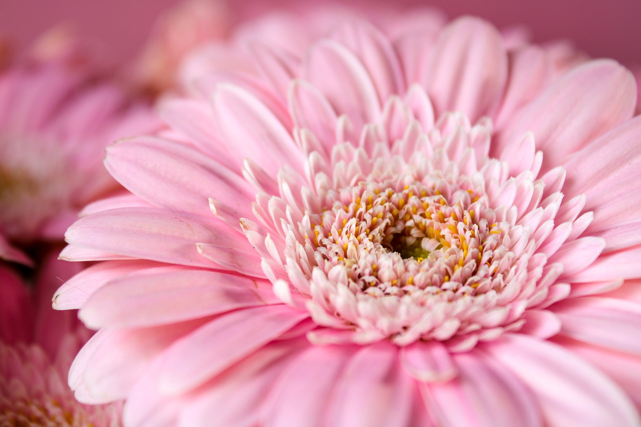 Gerbera macro